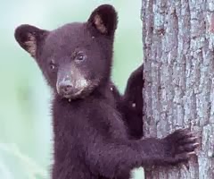 Bear Cub - WILDERNESS WILDLIFE WEEK, PIGEON FORGE-AN EVENT FOR ALL AGES