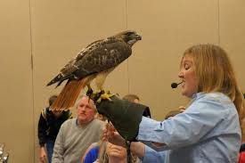 Hawk on glove - WILDERNESS WILDLIFE WEEK, PIGEON FORGE-AN EVENT FOR ALL AGES