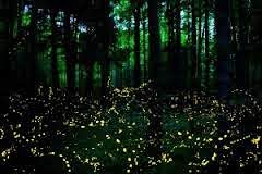Fireflies - SMOKY MOUNTAIN SPRINGFEST BLOOMS FORTH IN THE TENNESSEE SMOKIES.