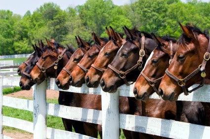 Horseheads all in a row - TRAVEL BACK IN TIME AT PONDEROSA STABLES HORSEBACK RIDING AND MORE IN THE SMOKIES!