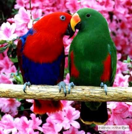 Nuzzlingparrots - FOLLOW THE RAINBOW TO PARROT MOUNTAIN IN PIGEON FORGE, TN