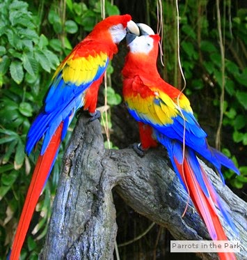 ScarletMacaw - FOLLOW THE RAINBOW TO PARROT MOUNTAIN IN PIGEON FORGE, TN