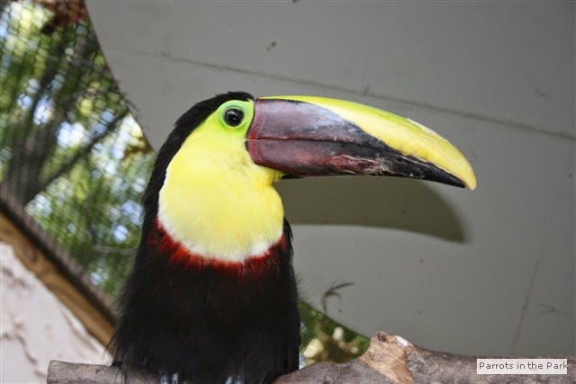 Toucan - FOLLOW THE RAINBOW TO PARROT MOUNTAIN IN PIGEON FORGE, TN