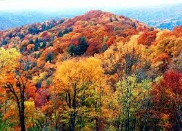Fallcolors - HERE'S "THE BUZZ" FOR EARLY OCTOBER IN THE SMOKIES!!