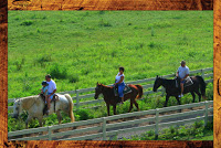 Trailride - SADDLE UP AND RIDE THE SMOKIES AT FIVE OAKS RIDING STABLES