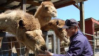 Camels - RECONNECT WITH NATURE AT THE SMOKY MOUNTAIN DEER FARM