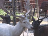Deer - Smoky Mountain Deer Farm offers Exotic Petting Zoo and Riding Stables