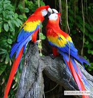 ScarletMacaw - SEE, TOUCH AND FEED THE BIRDS AT PARROT MOUNTAIN