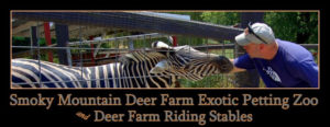Smoky Mountain Deer Farm offers Exotic Petting Zoo and Riding Stables