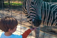 zebra - RECONNECT WITH NATURE AT THE SMOKY MOUNTAIN DEER FARM