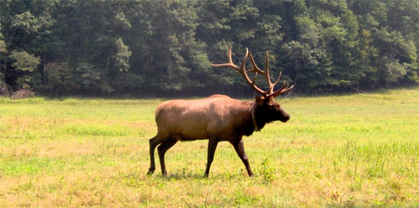 Cataloochee Elk LG - Summer In The Smoky Mountains