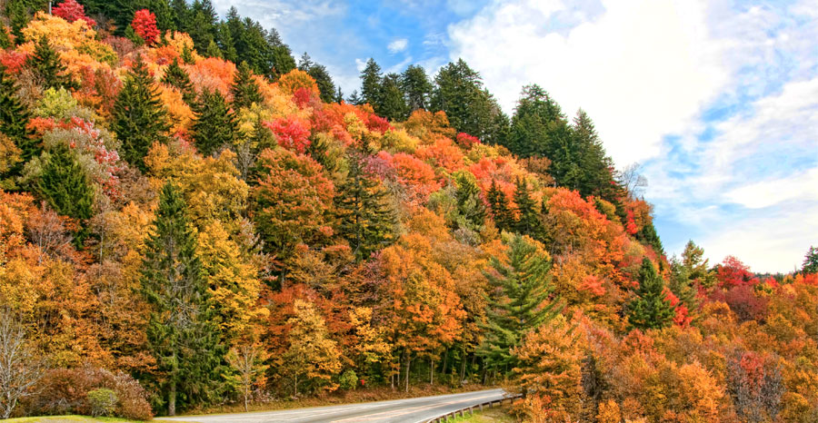 Fall in Smoky Mountains - Smoky Mountain Fall Colors