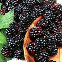 Blackberries - Bootleggers Homemade Wines Gatlinburg TN For a Taste of the South