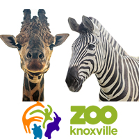 knoxville zoo video