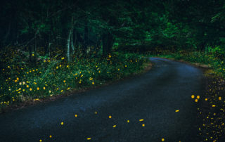 synchronous fireflies elkmont tennessee lottery