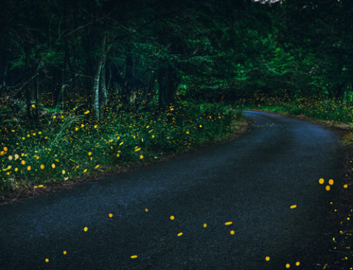 Synchronous Fireflies Illuminating Night Skies
