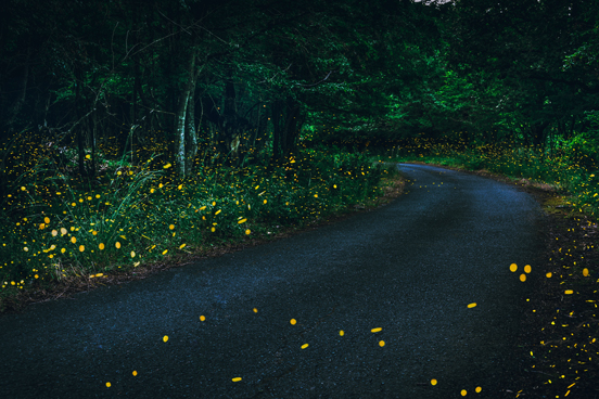 synchronous fireflies elkmont tennessee lottery