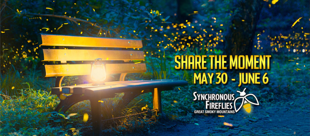 May Fireflies Facebook Header 1024x450 - Synchronous Fireflies in the Smoky Mountains