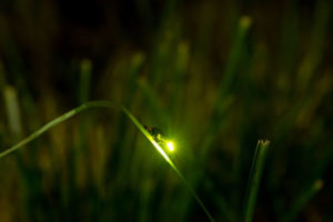gatlinburg firefly event 300x200 - Synchronous Fireflies in the Smoky Mountains