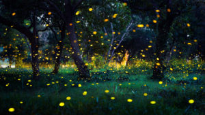 synchronous fireflies gatlinburg national park 300x169 - Synchronous Fireflies in the Smoky Mountains
