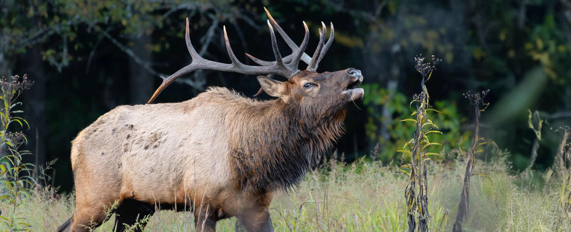 Elk Header 1 - Newsletter